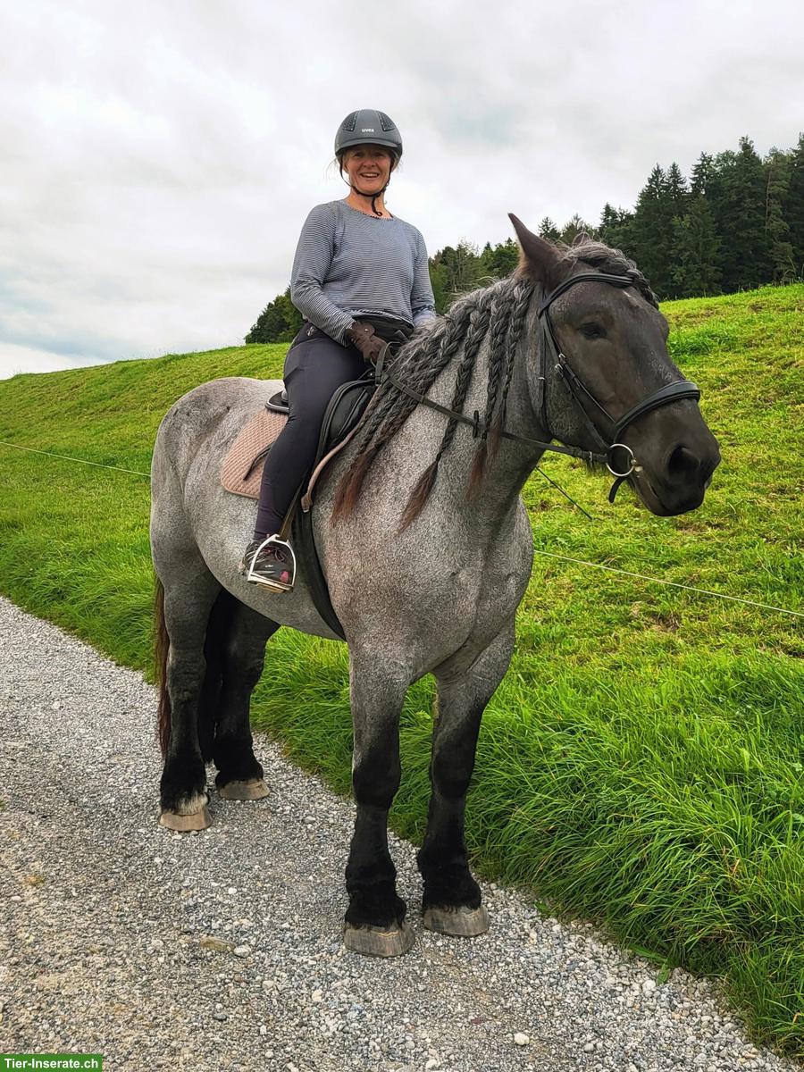 Bild 2: Reitbeteiligung in Oberuzwil für belgische Kaltblutstute
