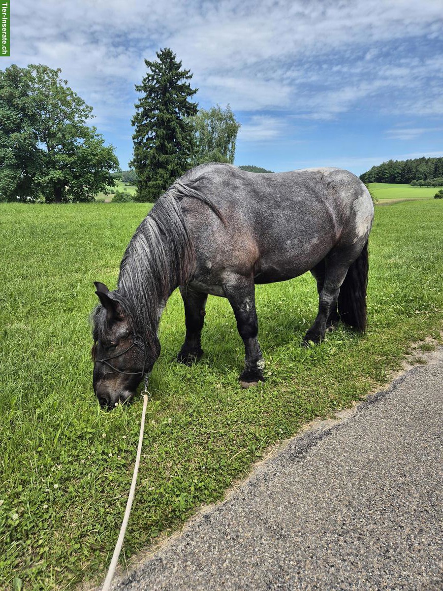Bild 3: Reitbeteiligung in Oberuzwil für belgische Kaltblutstute