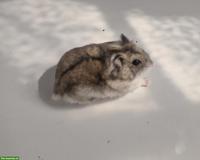 Dsungarische Zwerghamster, handzahm