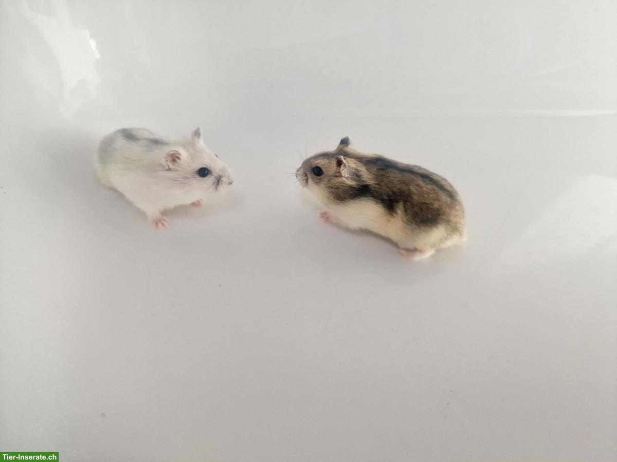 Bild 2: Dsungarische Zwerghamster, handzahm