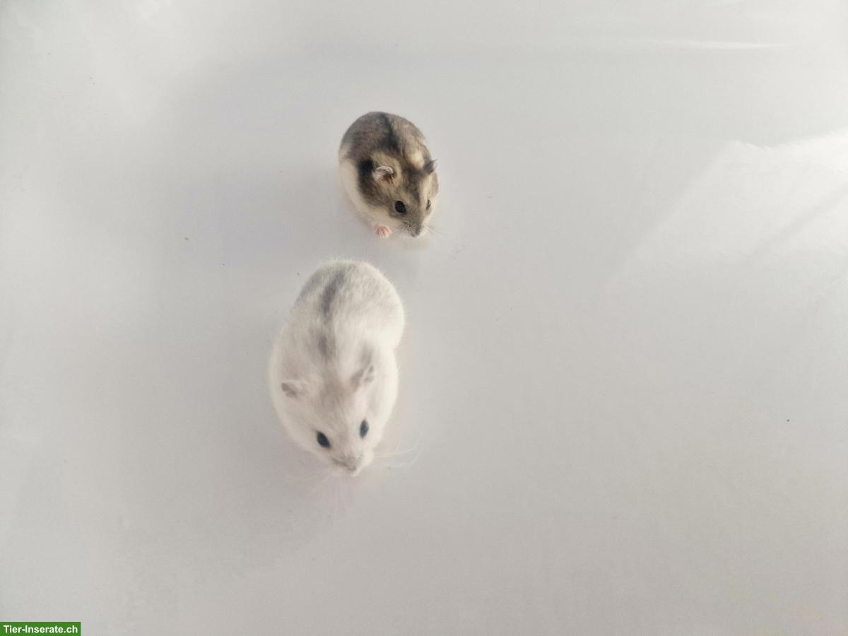 Bild 3: Dsungarische Zwerghamster, handzahm