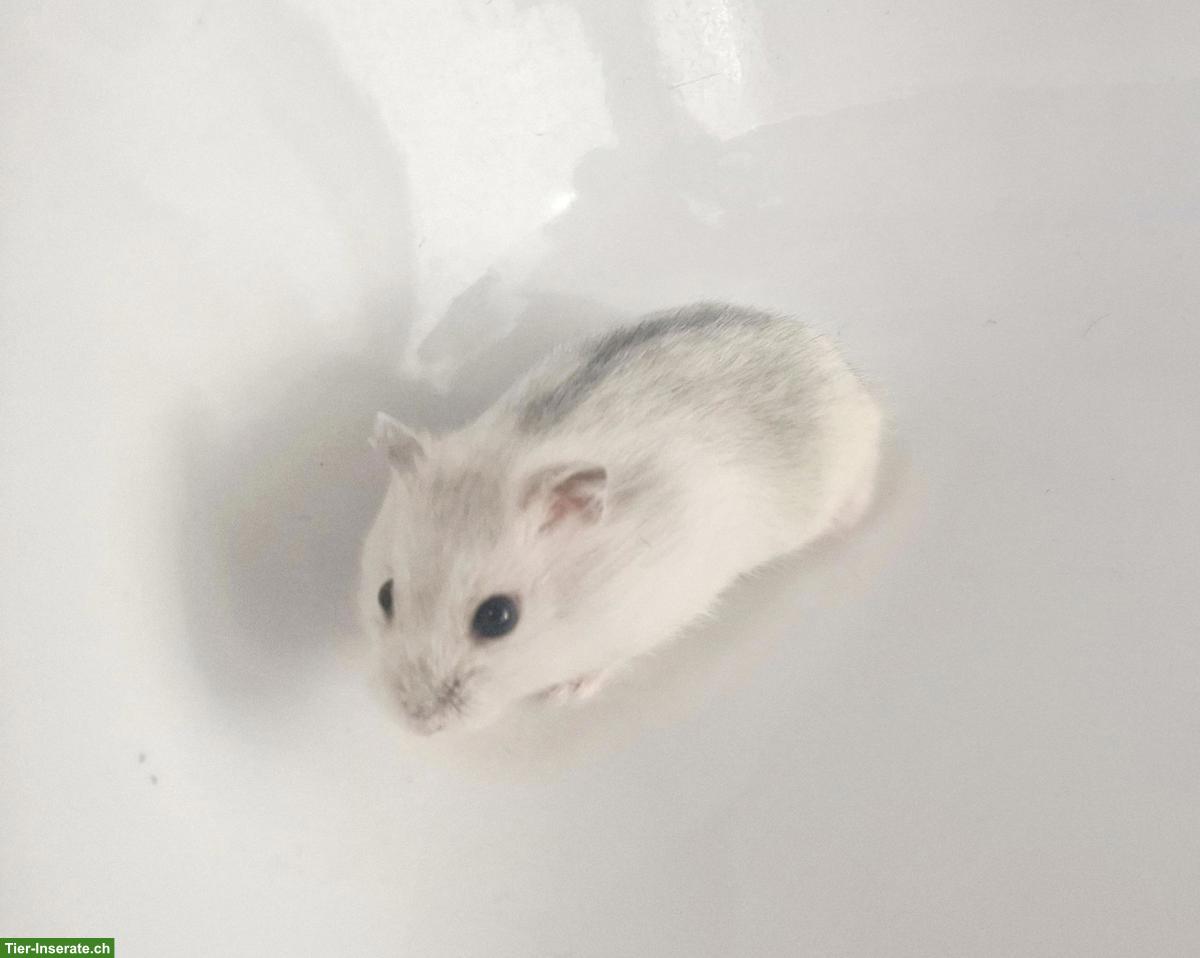 Bild 4: Dsungarische Zwerghamster, handzahm