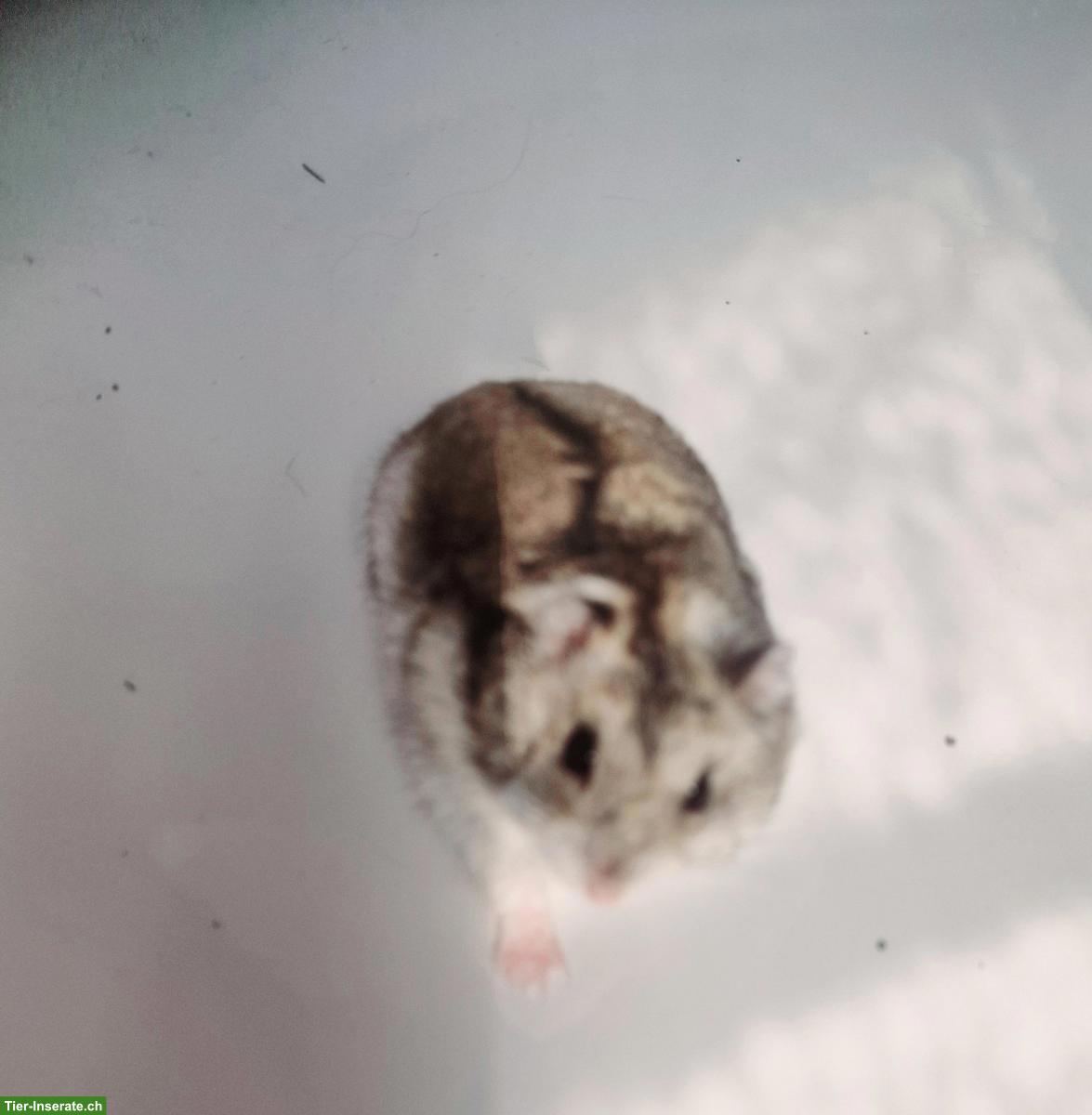 Bild 5: Dsungarische Zwerghamster, handzahm