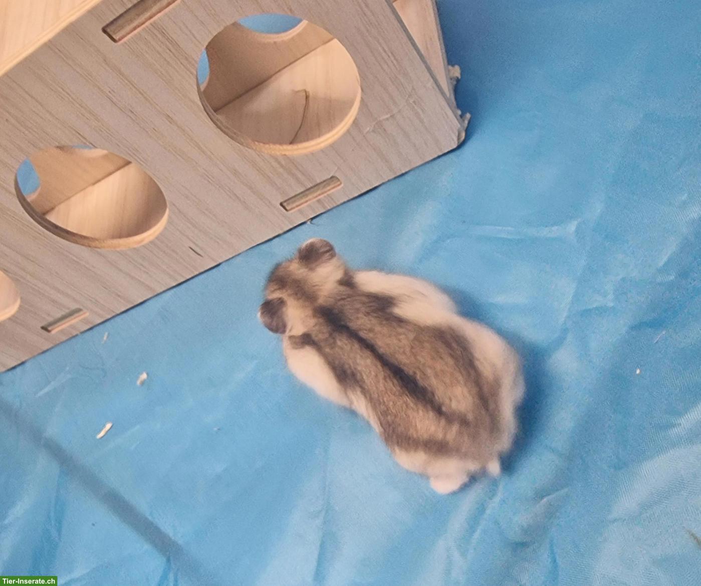 Bild 6: Dsungarische Zwerghamster, handzahm