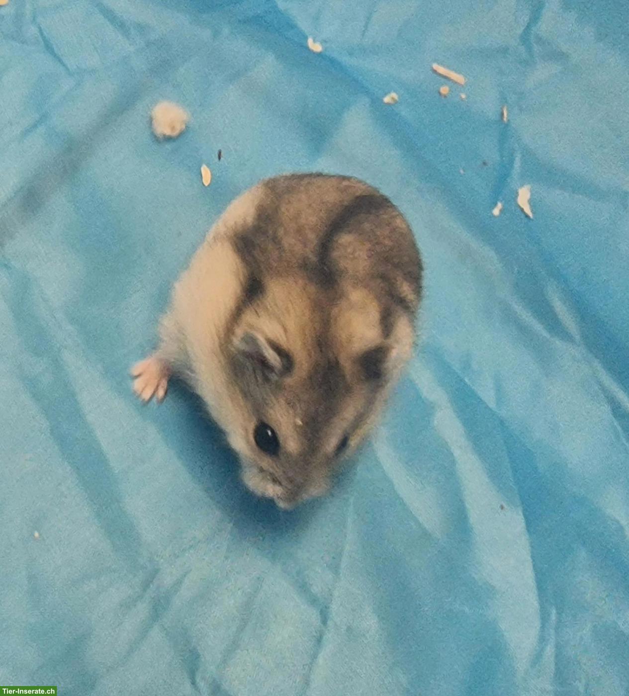 Bild 7: Dsungarische Zwerghamster, handzahm