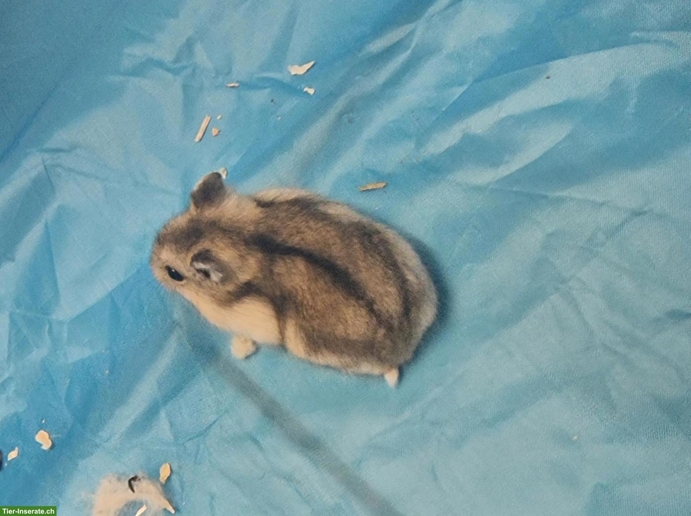 Bild 8: Dsungarische Zwerghamster, handzahm