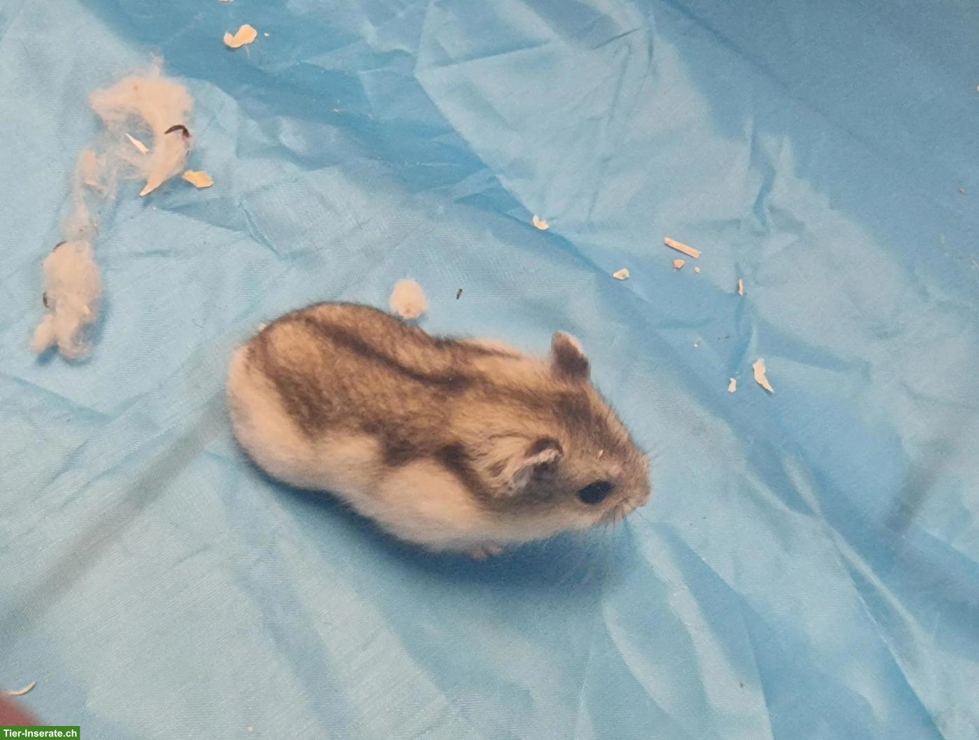 Bild 9: Dsungarische Zwerghamster, handzahm