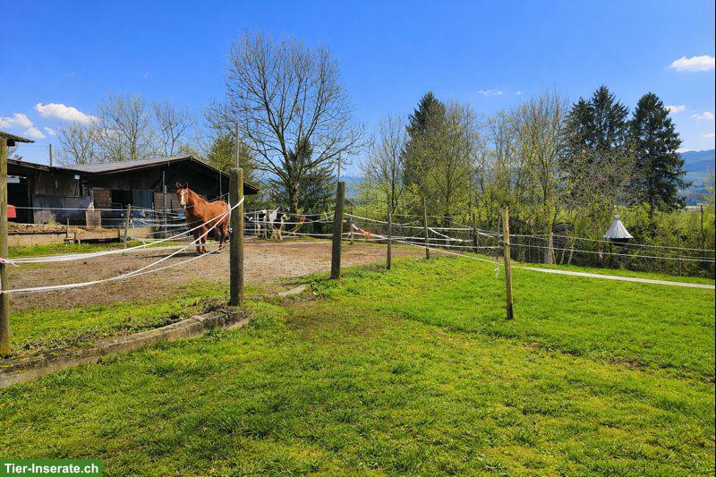 Auslaufstall für 2 Pferde in Alikon AG