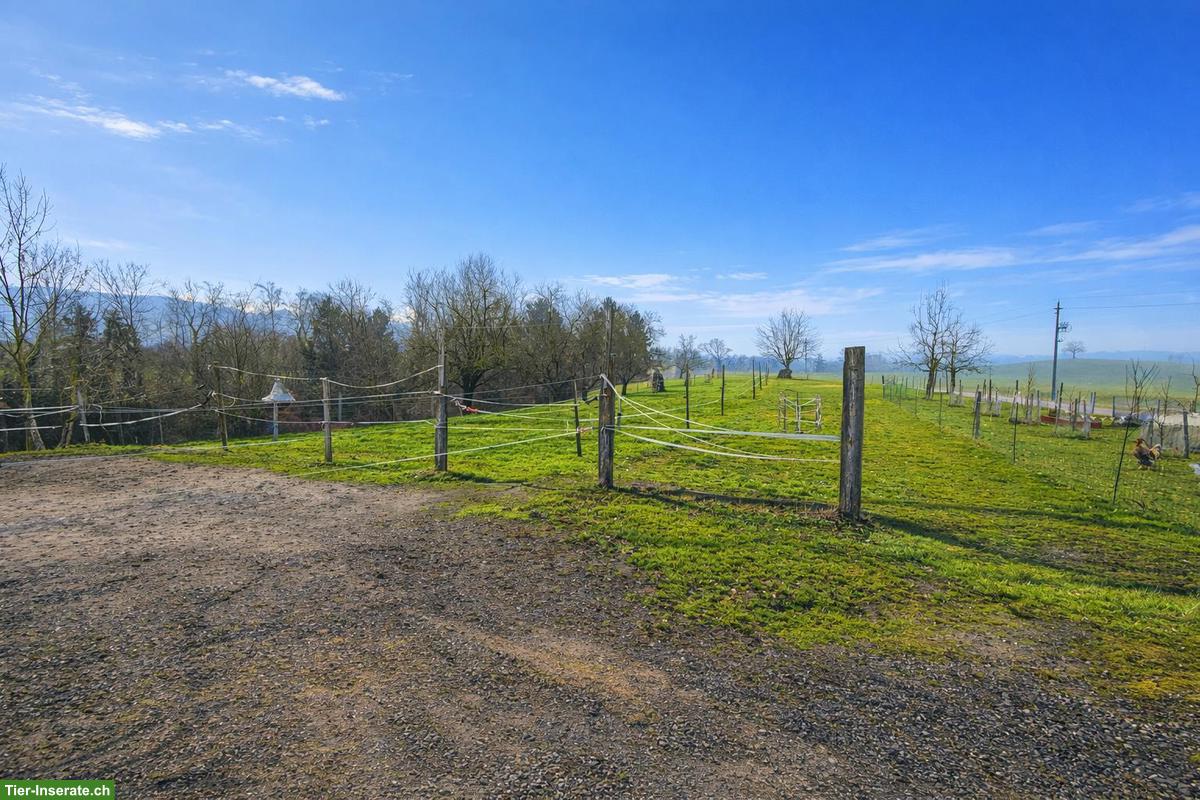 Bild 2: Auslaufstall für 2 Pferde in Alikon AG