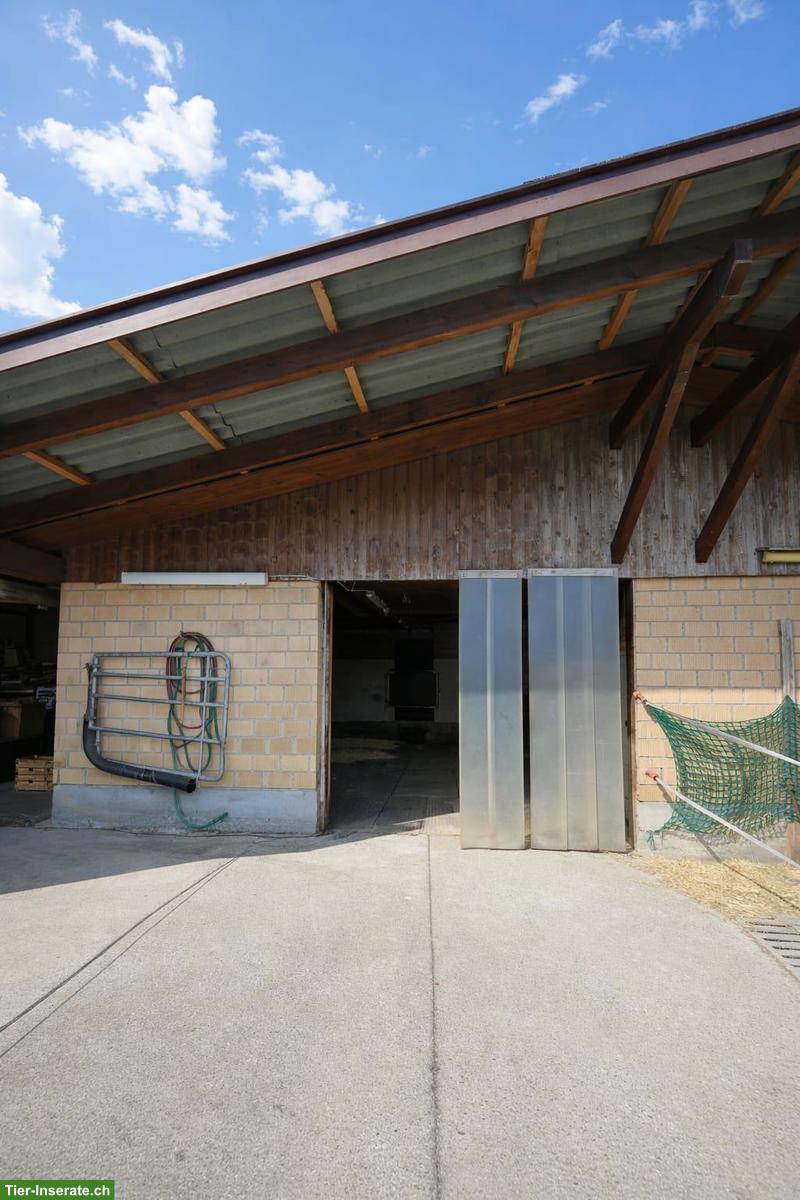 Bild 4: Auslaufstall für 2 Pferde in Alikon AG