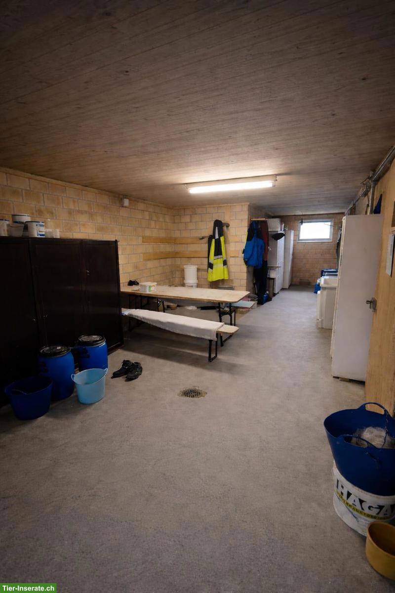 Bild 5: Auslaufstall für 2 Pferde in Alikon AG