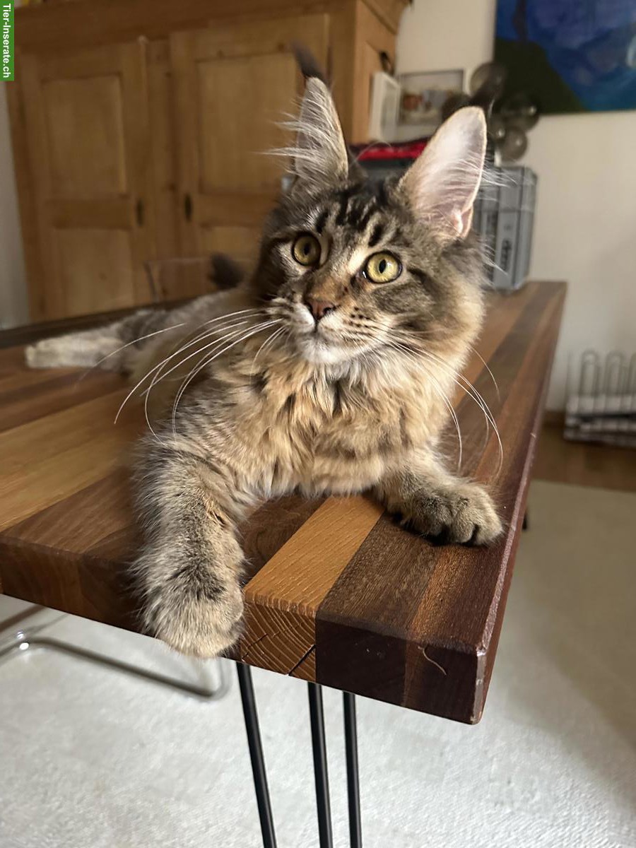 Maine Coon Katze Black Mackerel Tabby