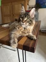 Maine Coon Katze Black Mackerel Tabby