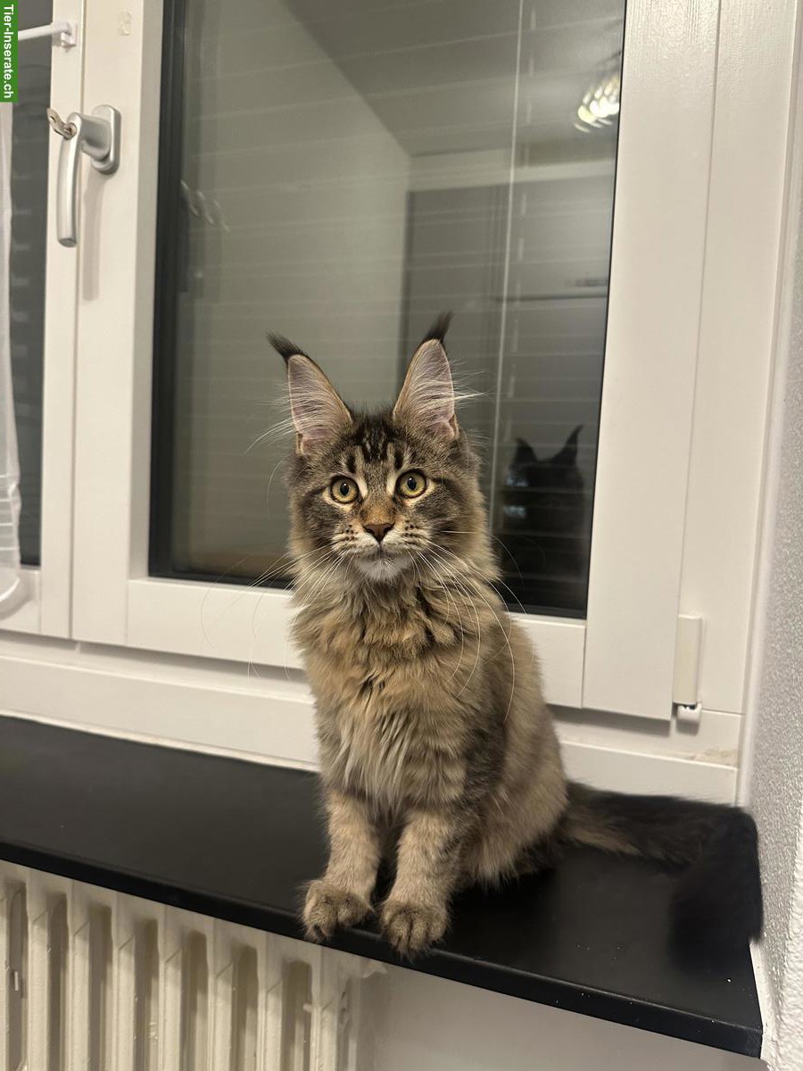 Bild 2: Maine Coon Katze Black Mackerel Tabby