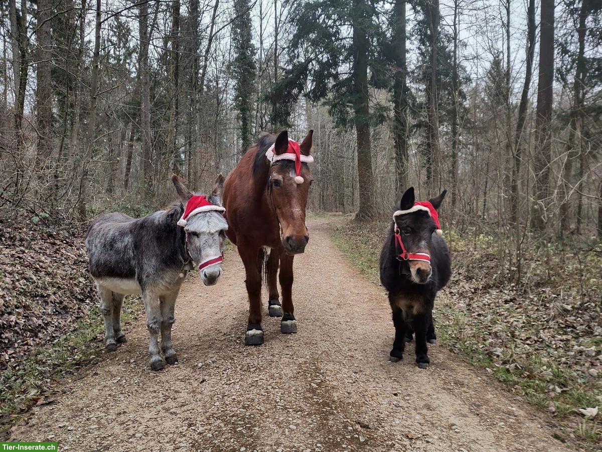 Spazierbeteiligung für Esel & Mini-Maultier, Trimbach SO