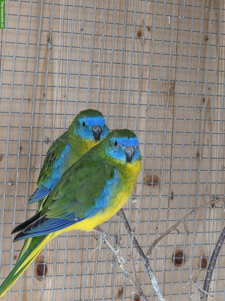 Junge Schönsittiche (Neophema pulchella) zu verkaufen