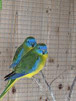 Junge Schönsittiche (Neophema pulchella) zu verkaufen