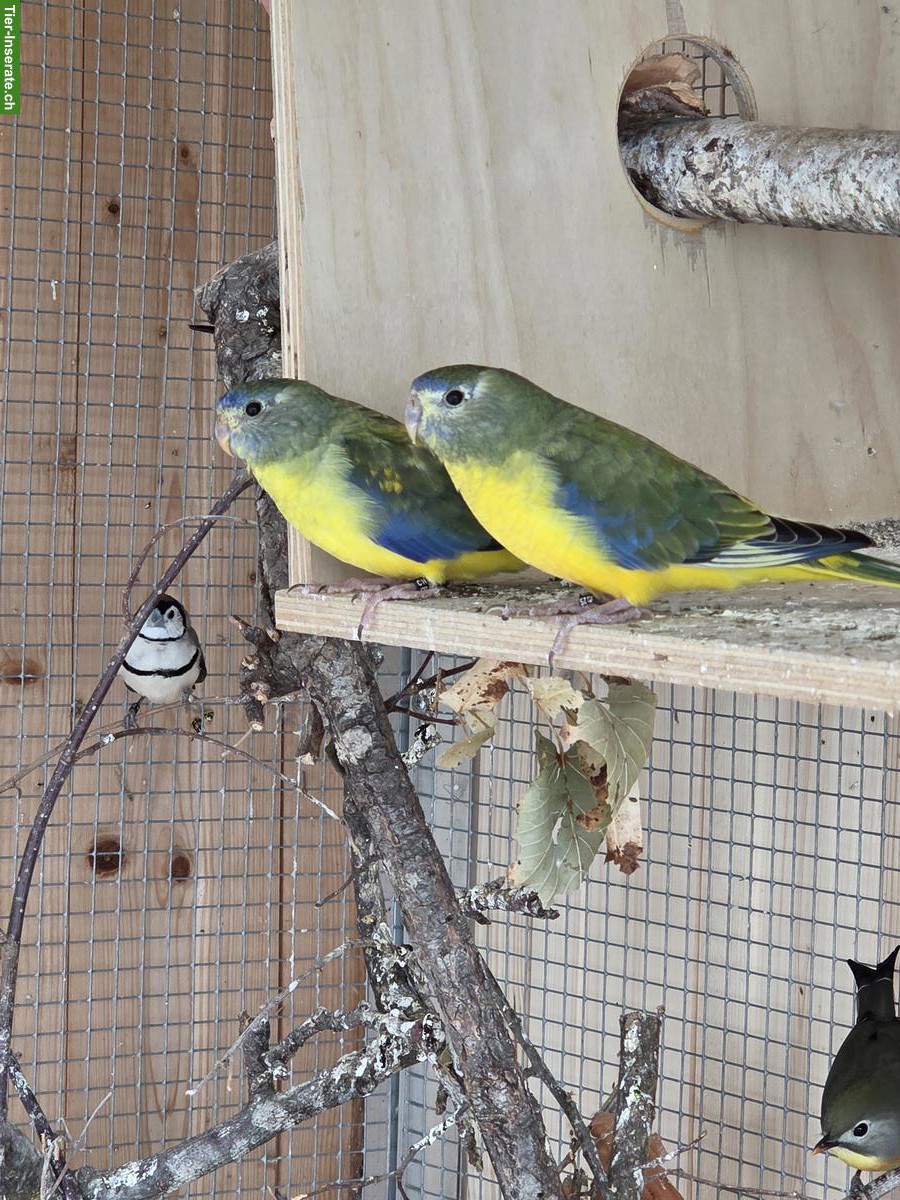 Bild 2: Junge Schönsittiche (Neophema pulchella) zu verkaufen