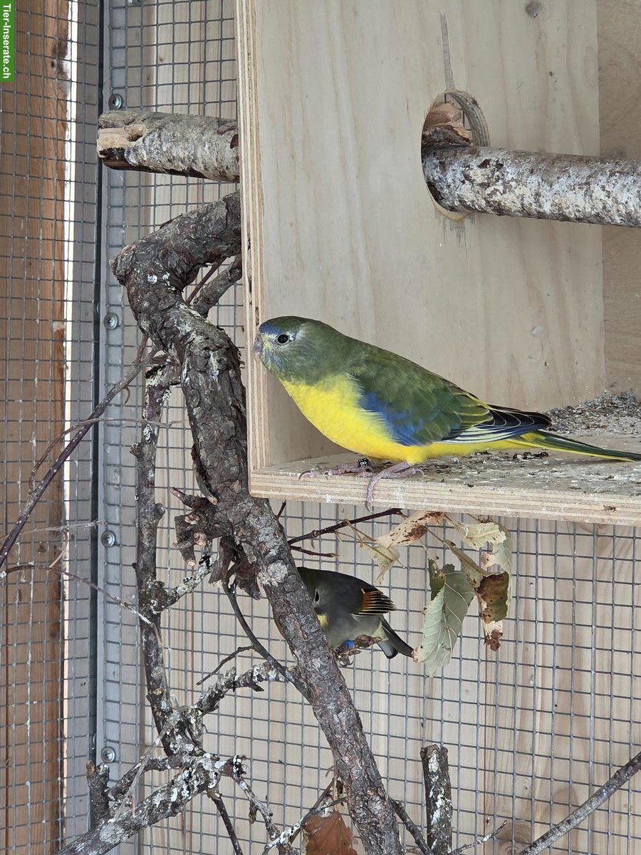 Bild 3: Junge Schönsittiche (Neophema pulchella) zu verkaufen