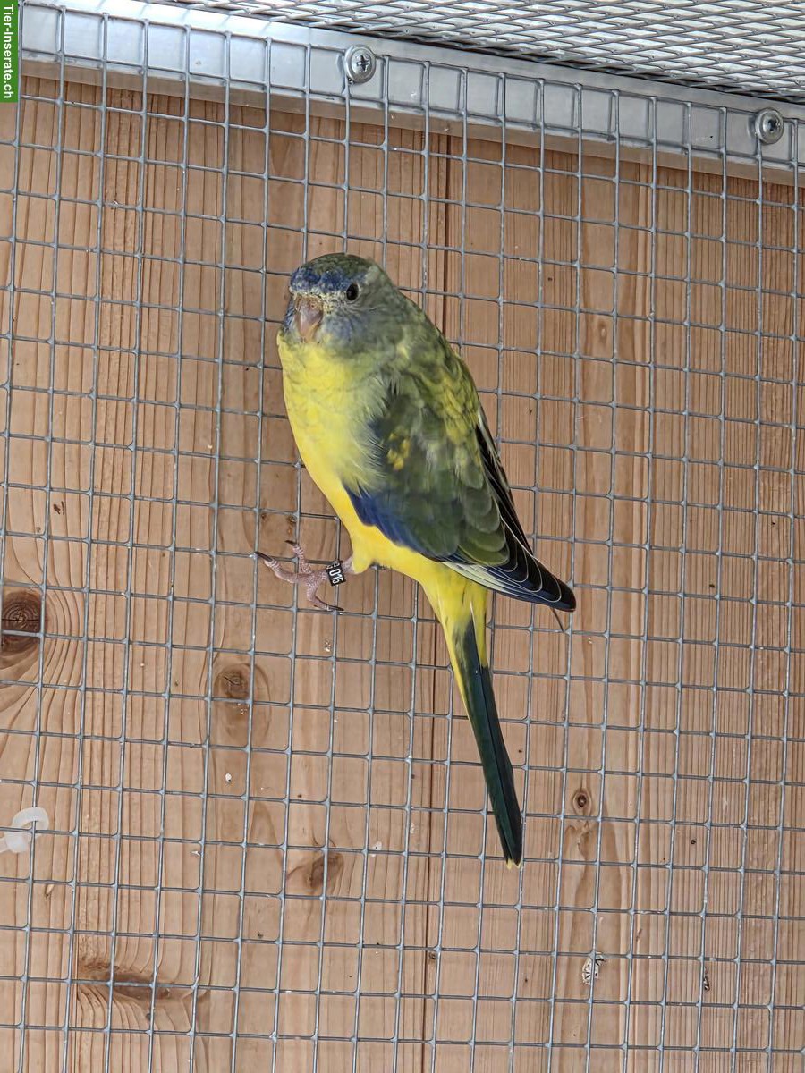 Bild 4: Junge Schönsittiche (Neophema pulchella) zu verkaufen