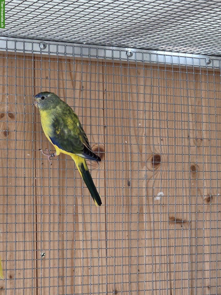 Bild 5: Junge Schönsittiche (Neophema pulchella) zu verkaufen