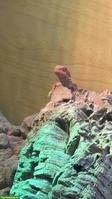 Bartagam Baby (rot) inkl. Terrarium zu verkaufen
