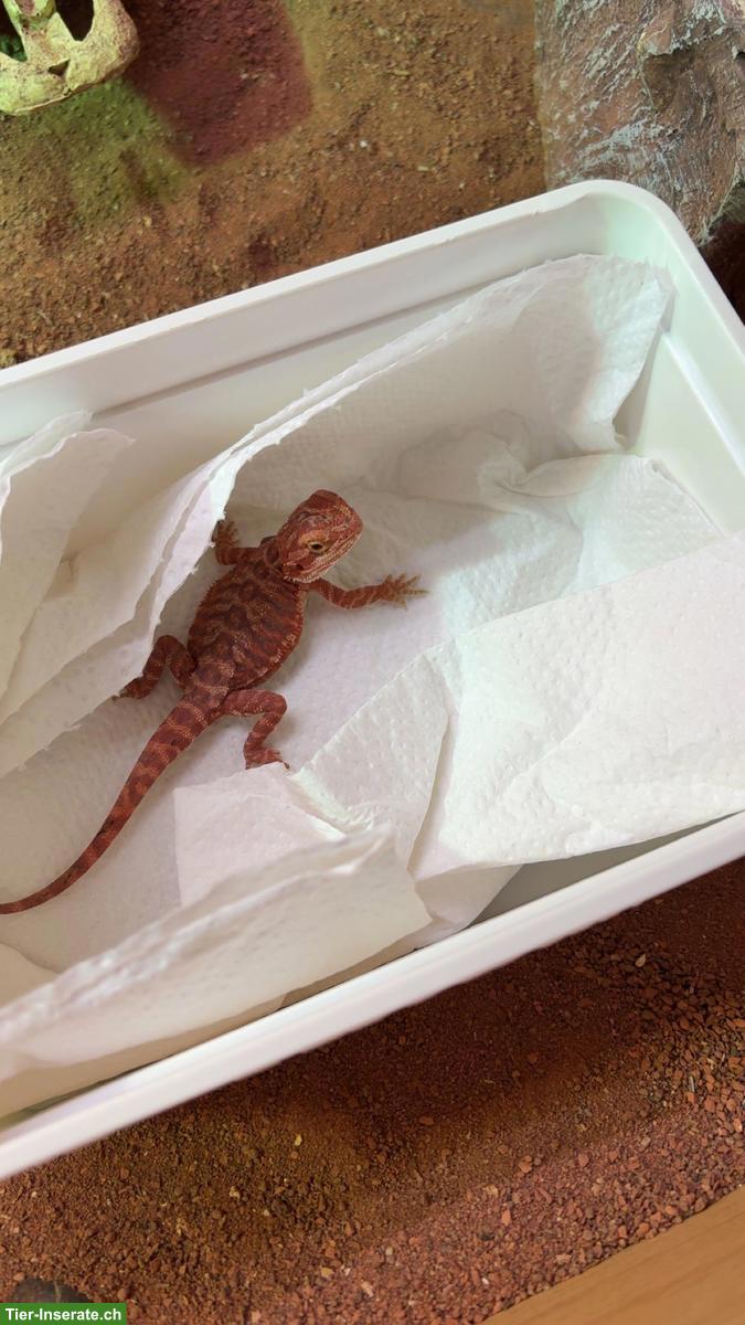 Bild 2: Bartagam Baby (rot) inkl. Terrarium zu verkaufen