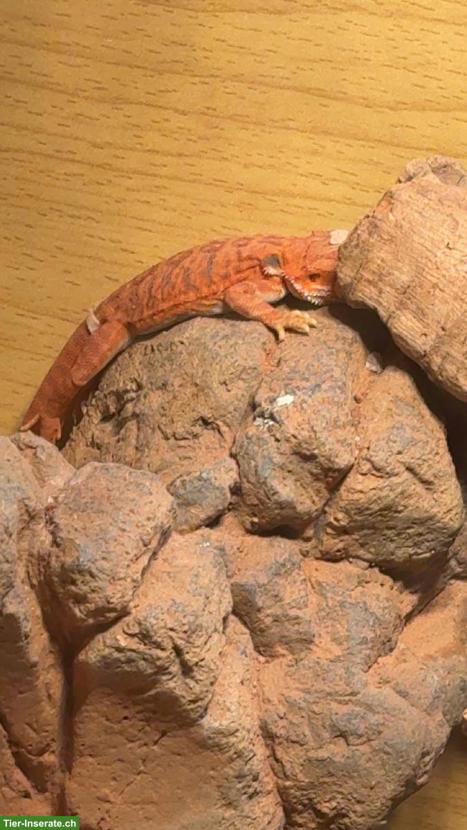 Bild 3: Bartagam Baby (rot) inkl. Terrarium zu verkaufen