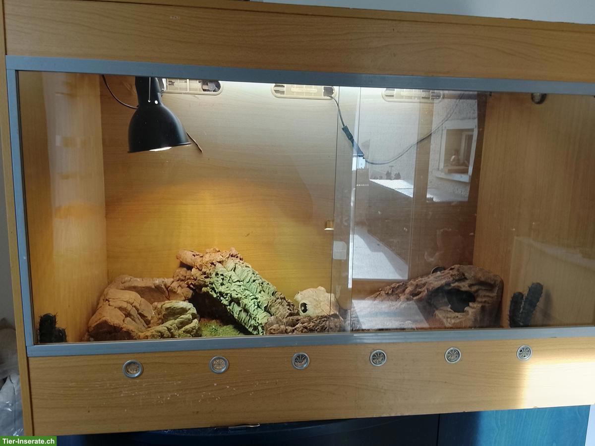 Bild 4: Bartagam Baby (rot) inkl. Terrarium zu verkaufen