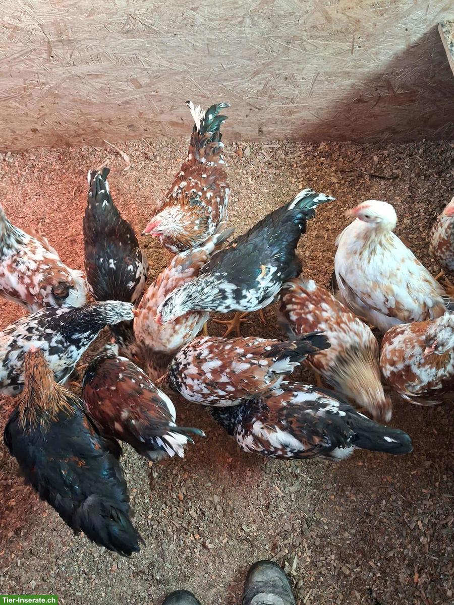 Schwedische Blumenhuhn-Hähne in div. Farben