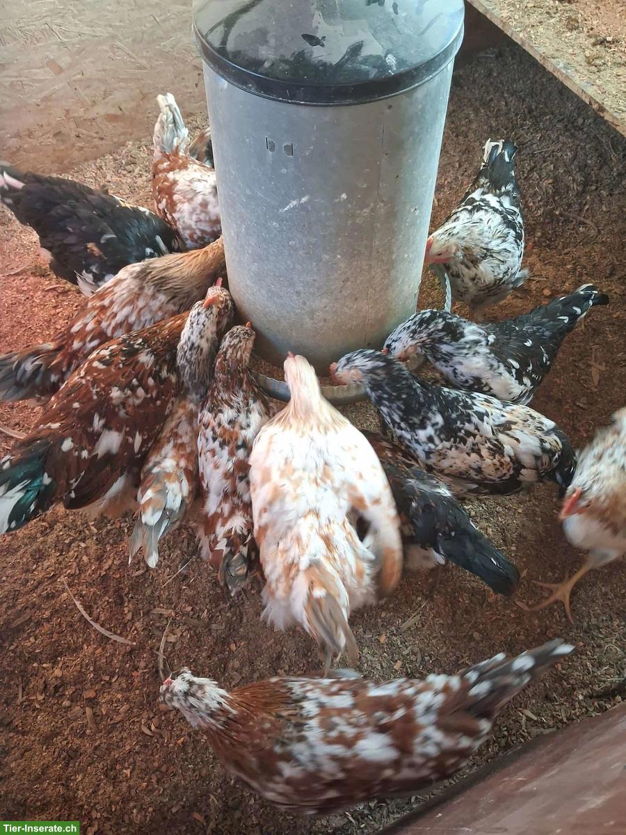 Bild 2: Schwedische Blumenhuhn-Hähne in div. Farben