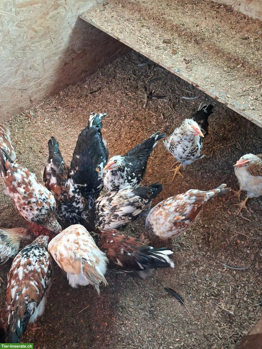 Bild 3: Schwedische Blumenhuhn-Hähne in div. Farben