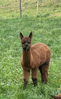 Junge Alpaka Stute Fili