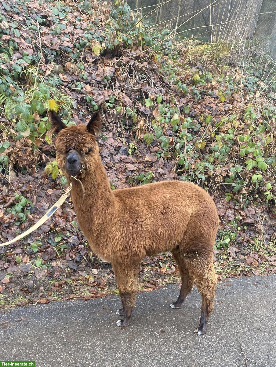 Bild 3: Junge Alpaka Stute Fili