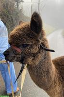 Alpaka Junghengst Findus