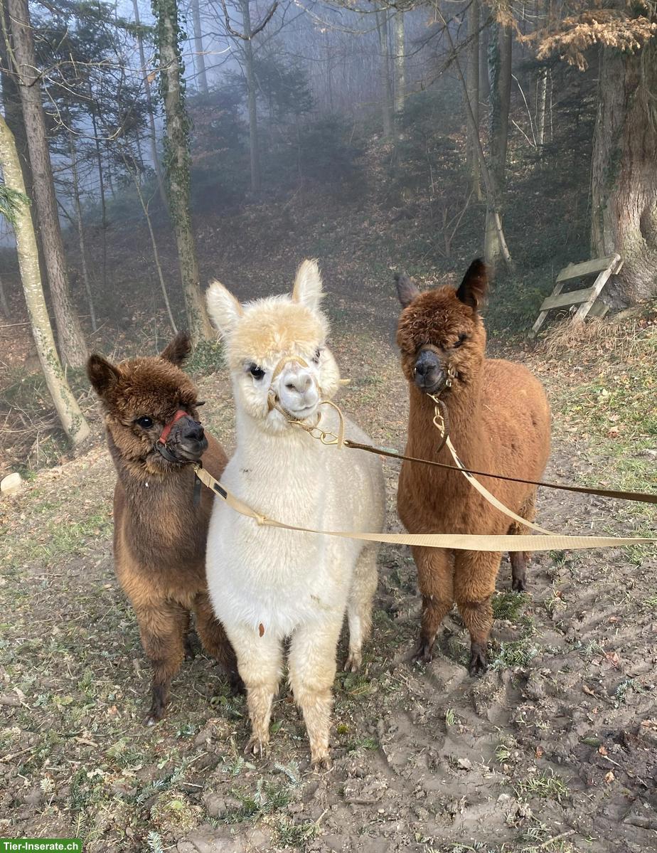 Bild 2: Alpaka Junghengst Findus