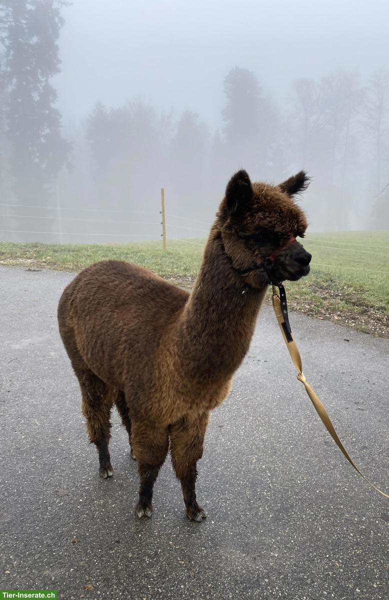 Bild 3: Alpaka Junghengst Findus