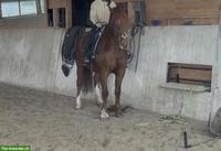 Reitbeteiligung mit tollen Möglichkeiten, Kradolf TG