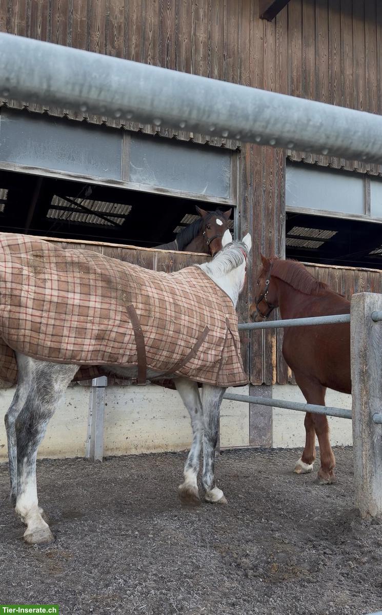 Bild 2: Reitbeteiligung mit tollen Möglichkeiten, Kradolf TG
