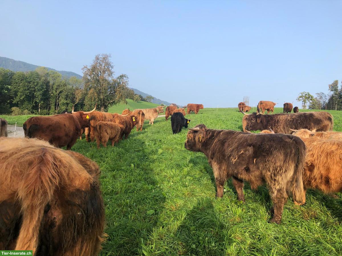 Schottische Hochlandrinder zu verkaufen