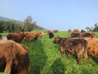 Schottische Hochlandrinder zu verkaufen