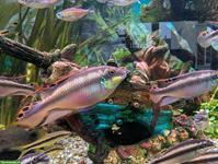 Purpurprachtbarsch Männchen und Weibchen