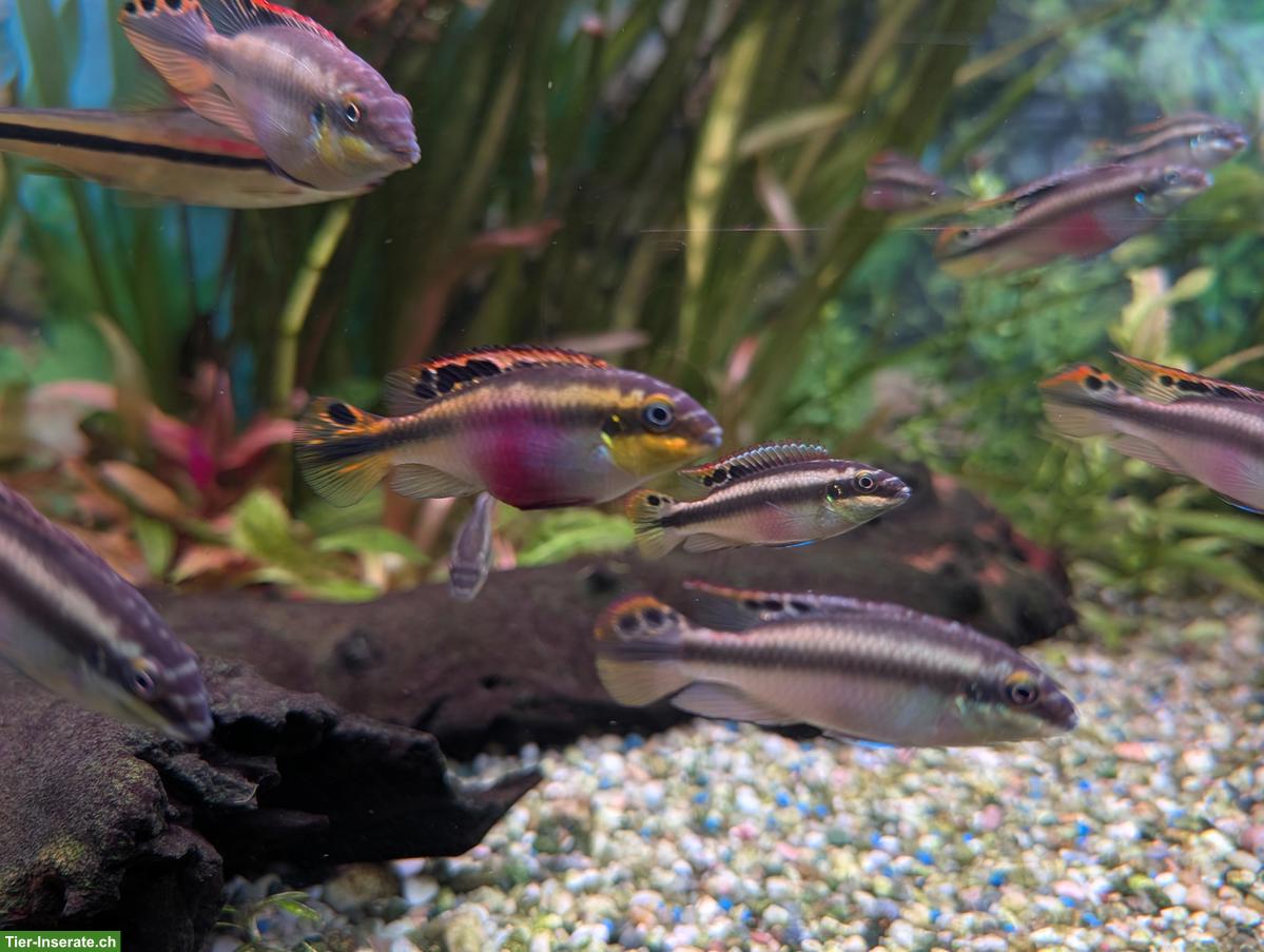 Bild 2: Purpurprachtbarsch Männchen und Weibchen