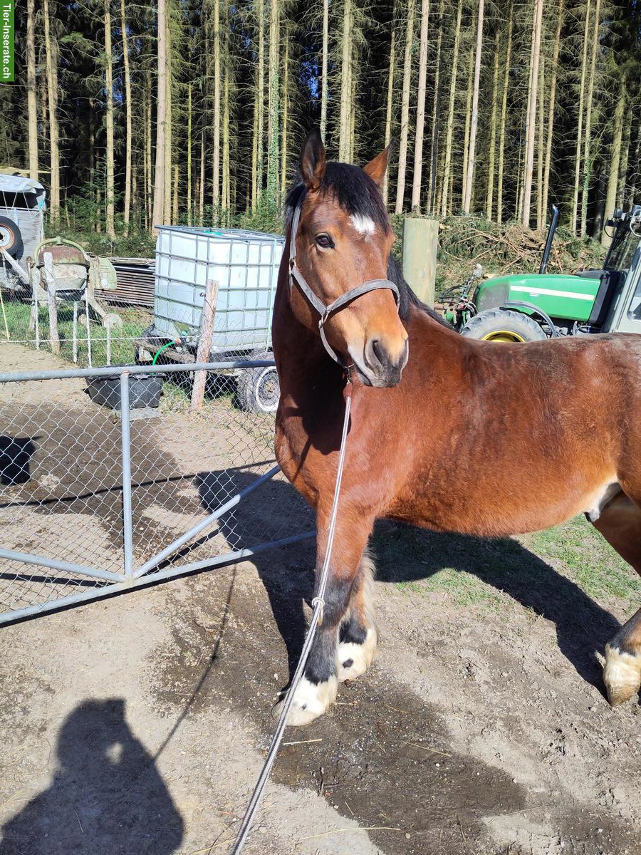 Freiberger Wallach, 160cm, bald 12 Jahre alt