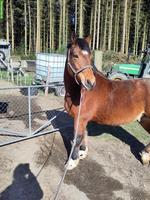 Freiberger Wallach, 160cm, bald 12 Jahre alt