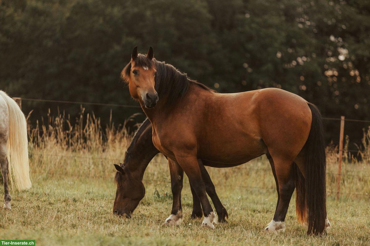 Bild 2: Stolzer Freiberger Wallach