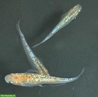 Medaka „Aurora Yellow Glaze Mikino“ zu verkaufen