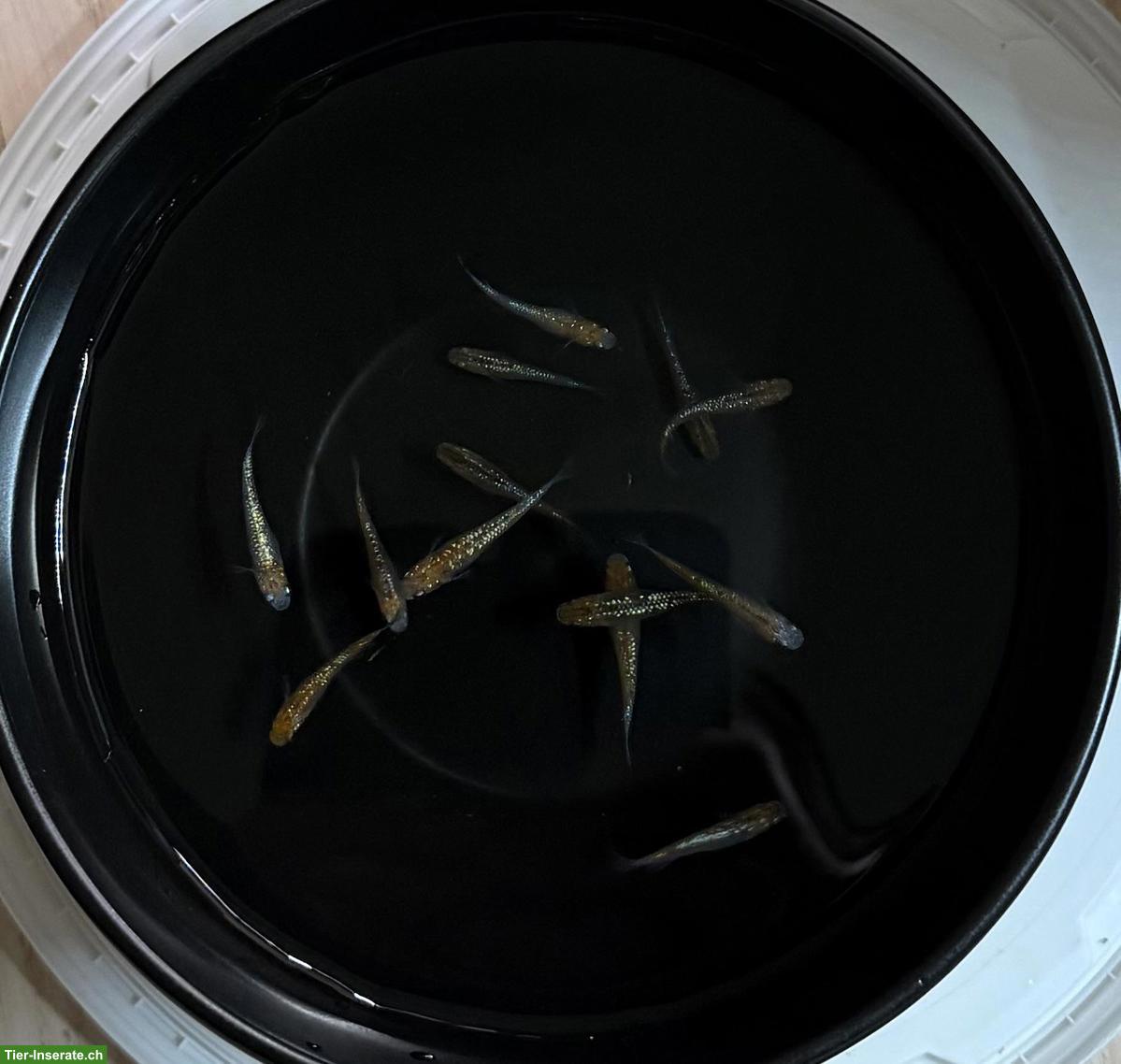 Bild 2: Medaka „Aurora Yellow Glaze Mikino“ zu verkaufen