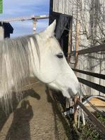 Hübsche Quarter Horse Stute, 8-jährig