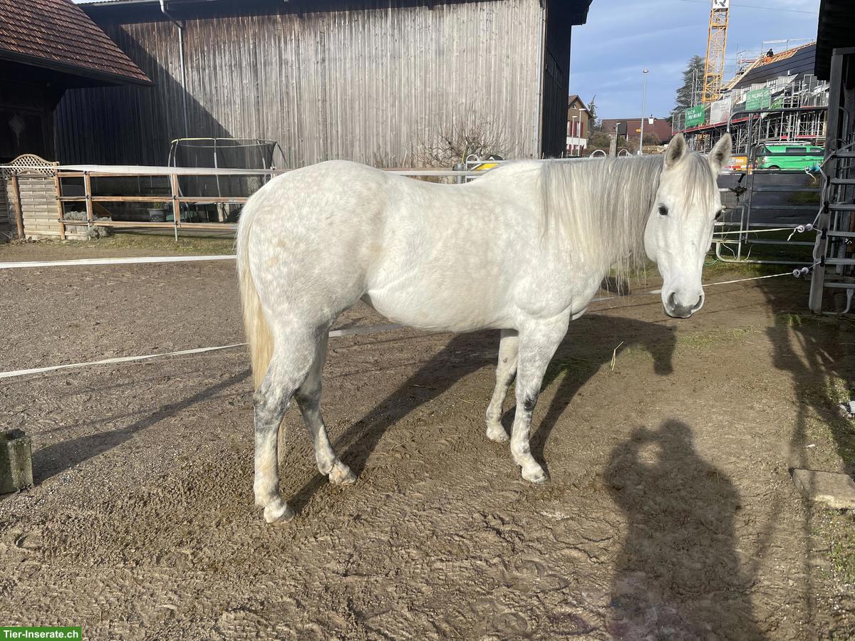 Bild 2: Hübsche Quarter Horse Stute, 8-jährig